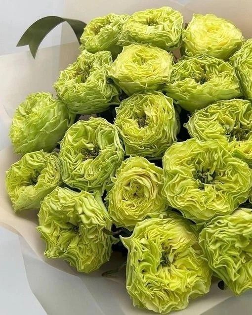 Фотошпалери: Зелені троянди, 3DF-20250425-02