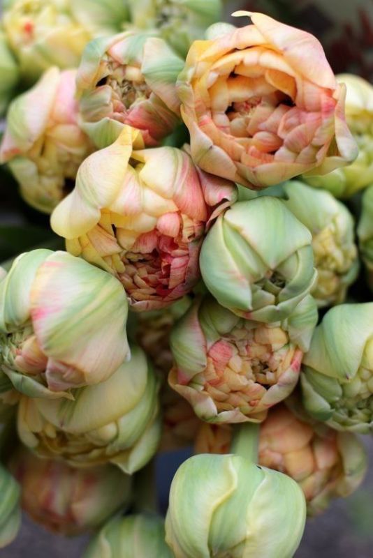 Фотошпалери: Бутони, що не розпустилися, 3DF-20250425-03