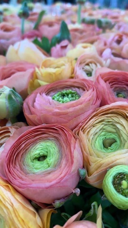 Фотошпалери: Незвичайні троянди, 3DF-20250425-04