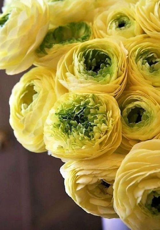 Фотошпалери: Жовті троянди, 3DF-20250425-05