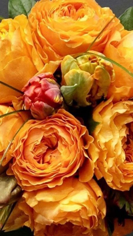 Фотошпалери: Помаранчеві троянди крупним планом, 3DF-20250425-07