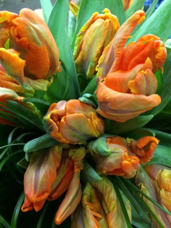 Фотошпалери: Букет крупним планом, 3DF-20250425-14