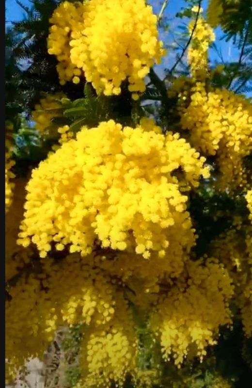 Фотошпалери: Красиві жовті квіти на гілці, 3DF-20250425-15