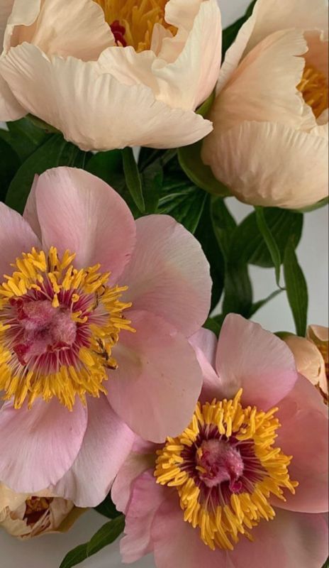 Фотошпалери: Квіти в ніжних тонах, 3DF-20250425-17