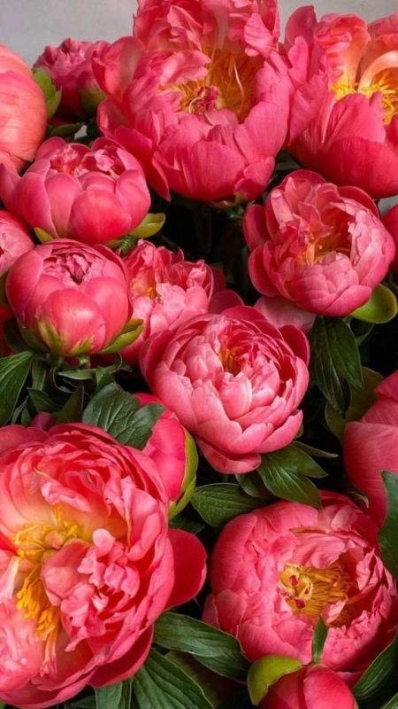 Фотошпалери: Яскраві бутони квітів, 3DF-20250425-19