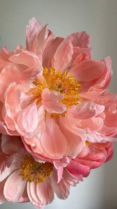 Фотошпалери: Ніжна квіточка, 3DF-20250425-20