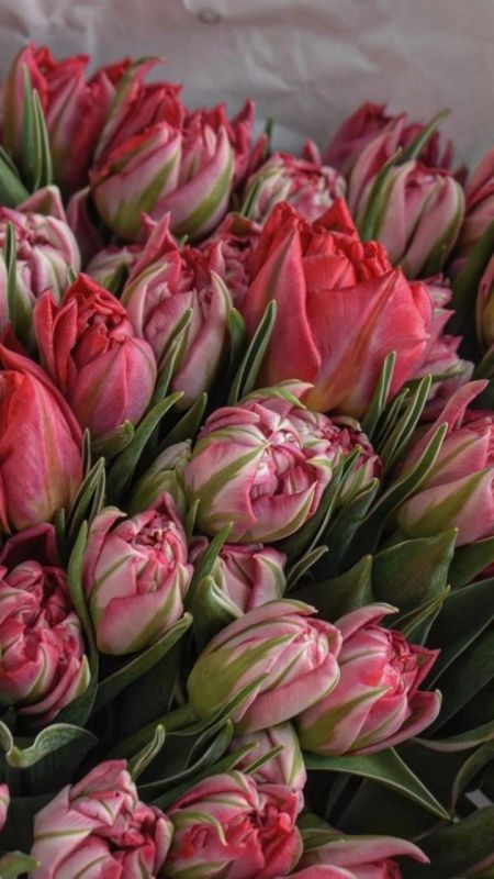 Фотошпалери: Тюльпани в букеті, 3DF-20250425-77