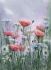 Фотошпалери: Червоні маки, A-250825-0029